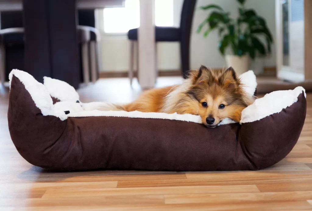 aquecimento para casa com pets